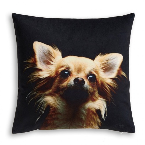 Chihuahua cushion